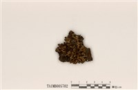 藏品(樹花科 )的圖片